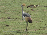 Grey crowned cranes, Tanzania - photo by Daniel St-Laurent, Jan. 2018