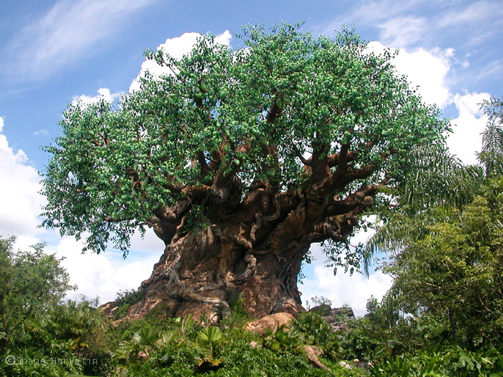 animal kingdom at walt disney world the animal kingdom has been one of ...