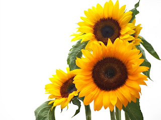 Gambar Bunga Matahari Paling Indah 20007_Sunflower