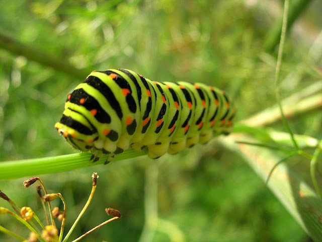 fat green and blacked stripped caterpillar on a green stem