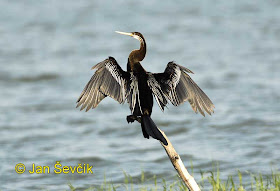 aninga oriental Anhinga melanogaster