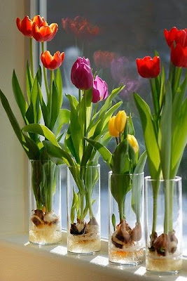 Tulipanes Holandeses en Agua