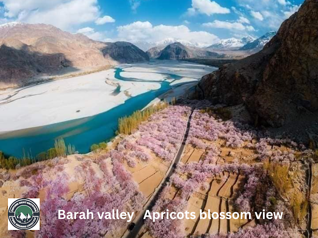 barah valley an amazing apricots blossom viewpoint