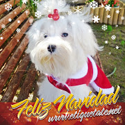 Descarga Gratis – Imágenes Navideñas de Perritos para  (descarga gratis â€“ imã¡genes navideã±as de perritos para facebook)