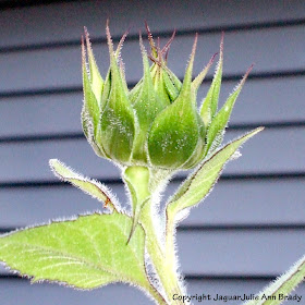 Artistic Sunflower Bud