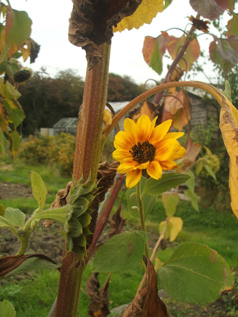 fading sunflowers on the allotment in october