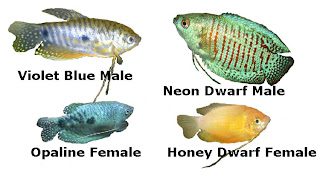 Gourami sexing, male, female, dwarf