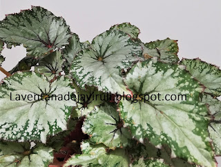 cuidados-begonia-asian-tundra