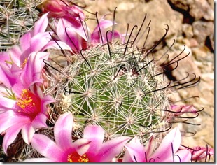 Thorns