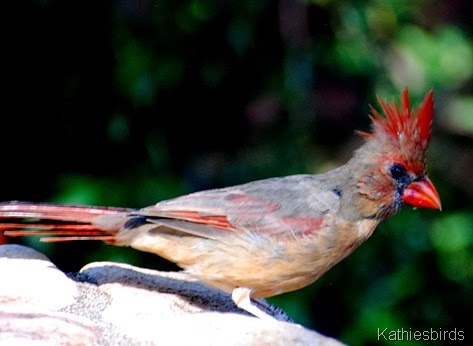 13. NOCA female-kab