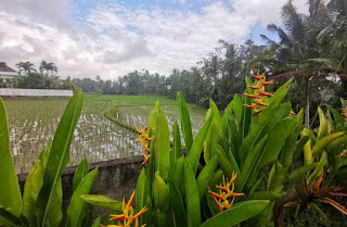 Nuestro hotel, el Buda Cottage Ubud.