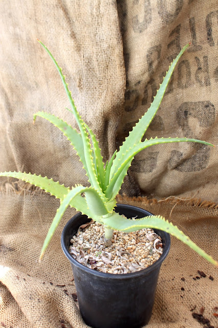 Aloe mutabilis in 1 gal pot