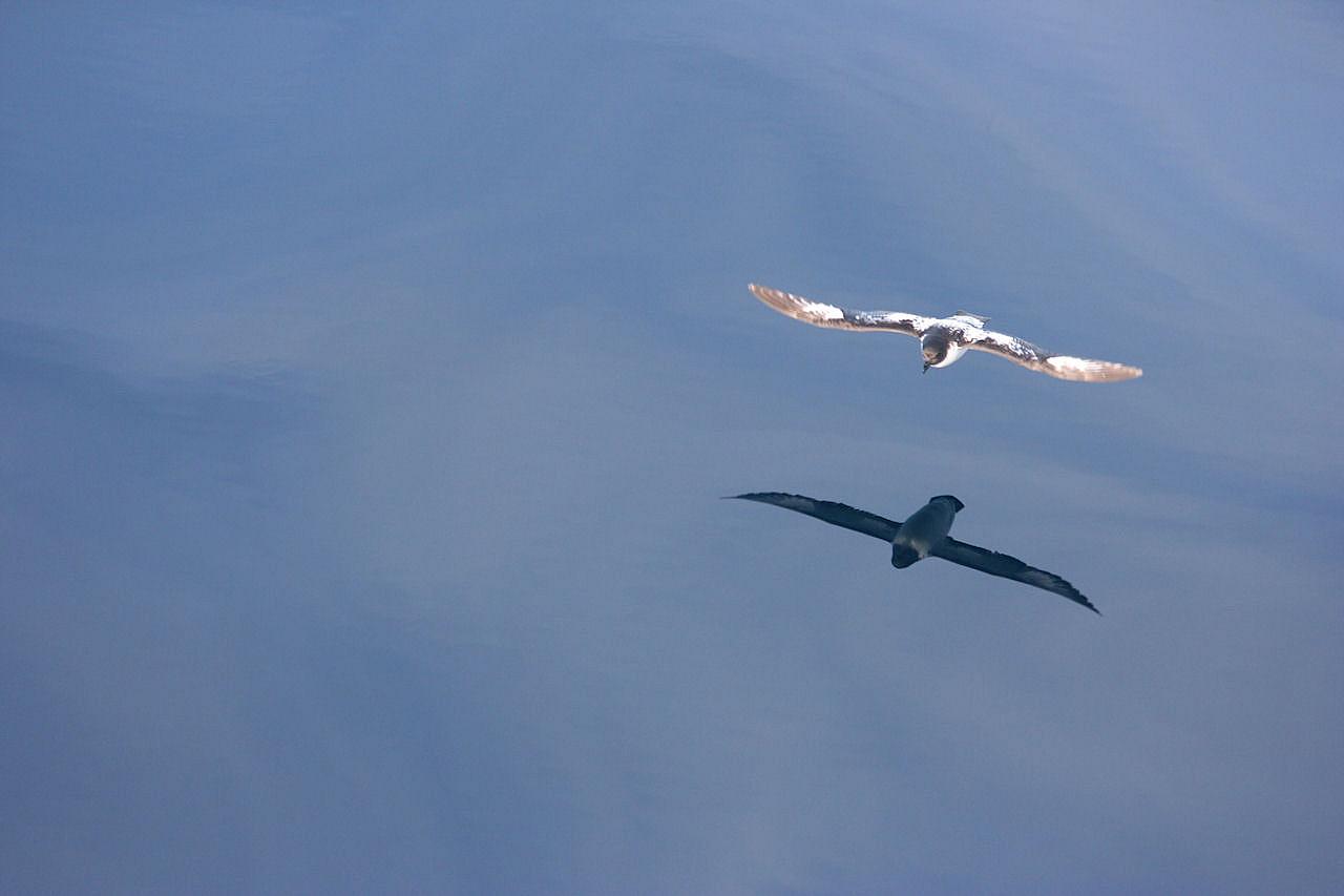 Albatroz