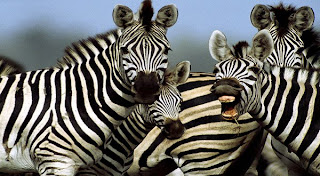 Lalat Tidak Suka Warna Belang Zebra