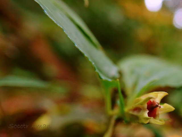 Tripterospermum japonicum