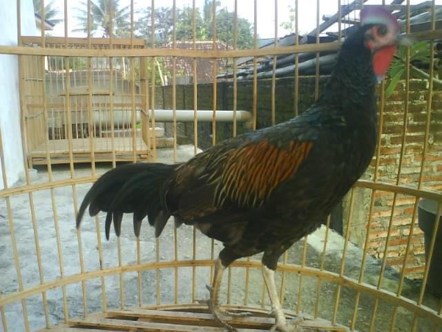 Macam Macam Ayam  Hutan Atau Jenis Junglefowl Plus Gambar  