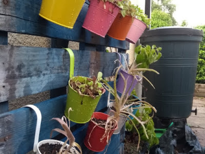 Vertical gardening with a pallet planter