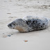 Seals Belong on the Beach!