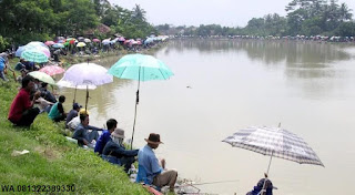 Umpan Serbuk Ikan Nila Di Danau