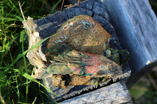 Strange colours on this squashed mushroom