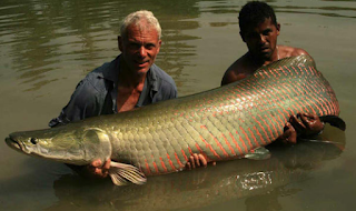 Arapaima gigas,