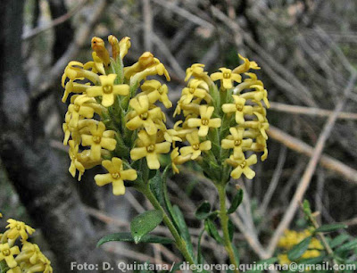 Mulguraea ligustrina