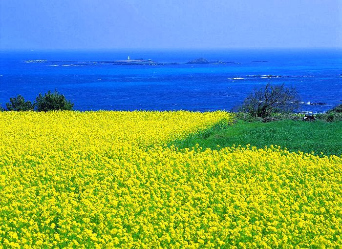 Pulau Jeju Korea Selatan