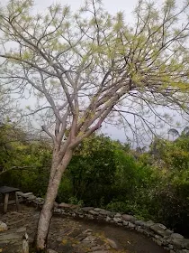 This tree stand alone at one of setting point of Margalla hills, Islamabad
