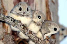 The News For Squirrels: Squirrel Facts: The Japenese Dwarf Flying
Squirrel: Cuteness Overload!