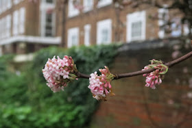 Close up of Viburnum pink flowers with brick building in the background