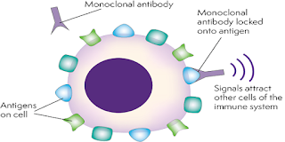 Monoclonal Antibodies (mAbs) Market