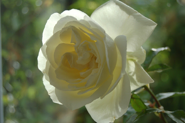 Rosa 'Silver Anniversary'