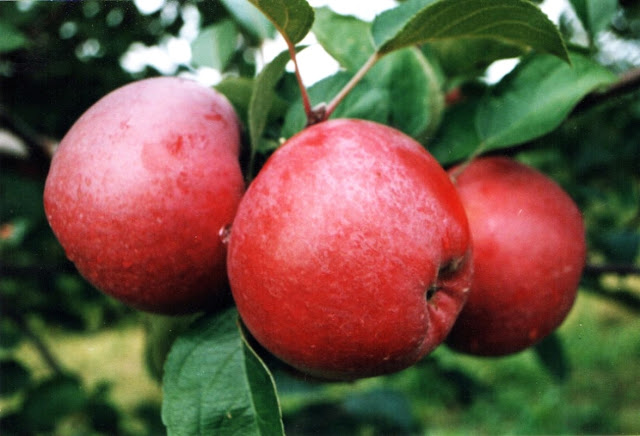 Manfaat bua apel untuk kesehatan