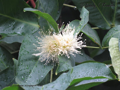 Wax apple - Syzygium Samarangense