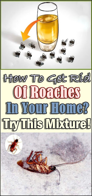 Natural Home Remedies To Get Rid of Cockroaches