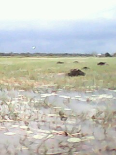 water buffalo is searching for the grass