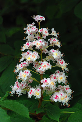 Конский каштан обыкновенный (Aesculus hippocastanum)