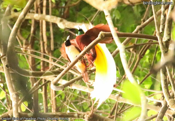 Lesser Birds of Paradise (Paradisaea minor)