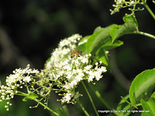 Honey Bees