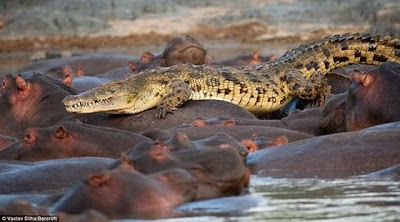 Hippo attacked the crocodile Seen On www.coolpicturegallery.us