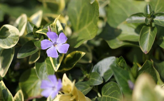 Vinca Major Variegata