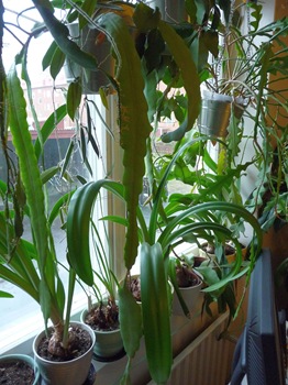 014 korr Epiphyllum Hippeastrum Hoya Daniel Grankvist