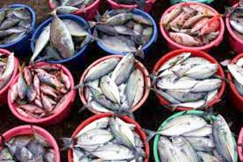 tips pilih ikan segar di pasar