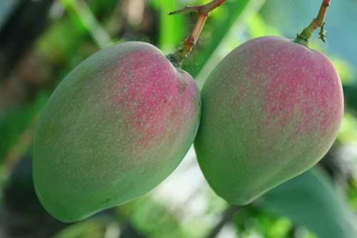 Caraka Purwo Wibisono Mengenal manfaat dan khasiat buah 