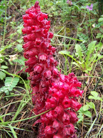 Snow Flower