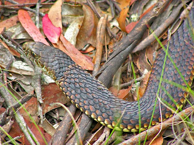 Australian Copperhead