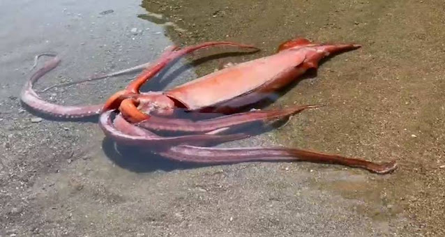 Japanese fishing port shocked to see 3-meter-long squid weighing 70 kilograms died of weakness