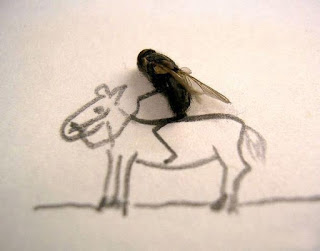 Fly on horse drawing