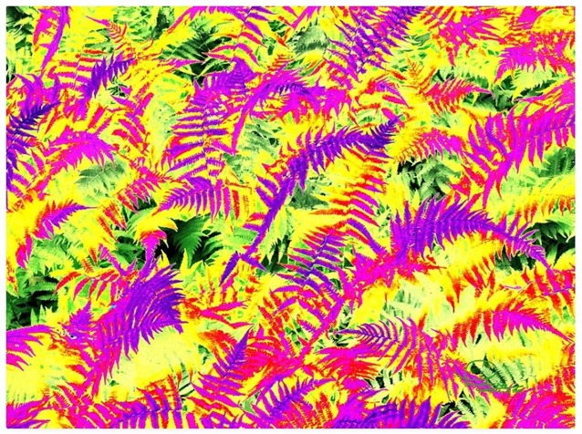 Dreaming Ferns