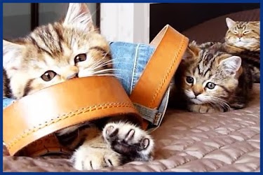 Katzen spielen mit Jeans Hose